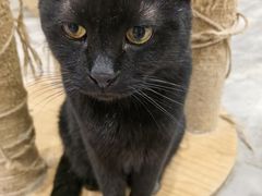 -楼上猫咖(罗湖店)