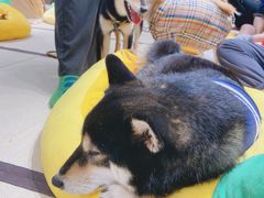 -逗柴咖啡屋·狗咖猫咖宠物桌游