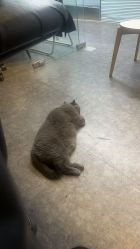 点击看大图 -飛凡TATTOO纹身•原创