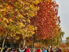 -大兴滨河森林公园