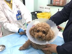 -北京观赏动物医院·24小时大型综合·猫专科·异宠专科