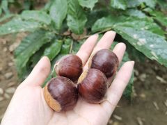 糖炒栗子-秋栗香(地安门店)