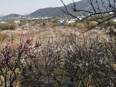 -香雪海