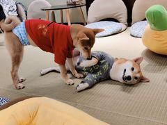 -逗柴咖啡屋·狗咖猫咖宠物桌游