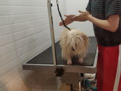 -Pets First伊珊娜洗护·精致美容·家庭式寄养(新会路店)