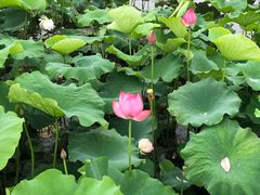 -荷塘月色湿地公园·向阳花洲