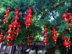 -深圳仙湖植物园