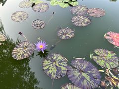 -国家植物园南园