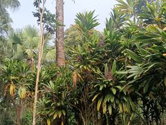 -中国科学院西双版纳热带植物园