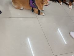 -汪说喵讲宠物乐园宠物酒店(红星美凯龙店)
