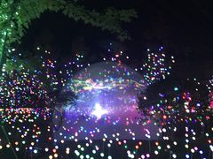 -枫林花海