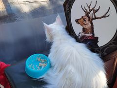 -猫小院猫主题咖啡厅(北锣店)