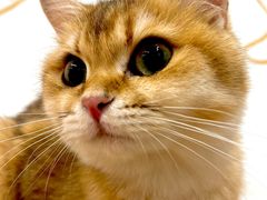 -有喵·猫咖·狗咖·40+猫狗有小奶狗(岗厦店)