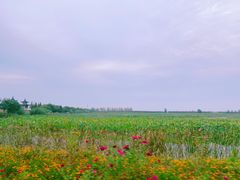 -泗洪洪泽湖湿地景区