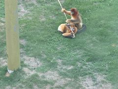 -西霞口神雕山野生动物世界