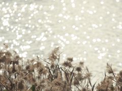 -华侨城湿地公园