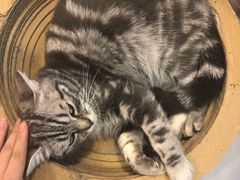 -三花喵·撸猫购宠·宠物生活馆(虹桥南丰城店)