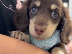 -萌宠之家·腊肠犬·马尔泰·小体犬舍