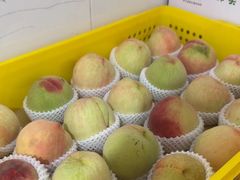 -老袁家蜜桃农场·阳山水蜜桃