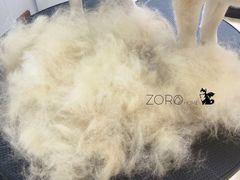 -佐罗家宠物馆·猫文化馆(紫霞路店)