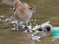-光明小镇欢乐田园