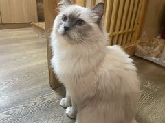 -MOCHA明星猫咖(田子坊店)