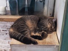 -猫咪博物馆(顶澳仔猫街店)