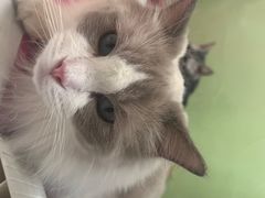 -猫宠乐园·专业洗护