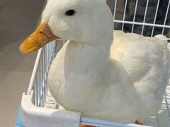 -怪兽屋·羊驼·猫咖·狗咖(俊华广场店)