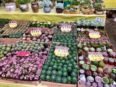 -秦美花卉(天朗·莱茵小城2期店)