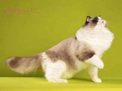 -青奢宠物·青奢猫舍