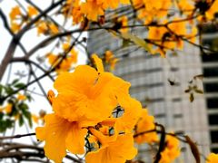 -洲头咀公园