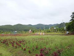 -美的鹭湖森林度假区