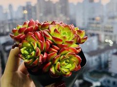 -双季花艺园艺市场(浦东店)