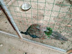 -意大利农场度假村