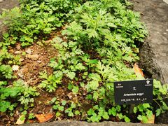 -深圳仙湖植物园
