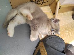 -猫咪派对(江南西店)