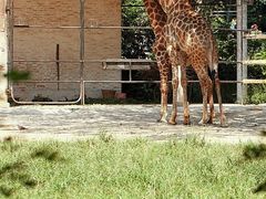 -宠物星动物医院·眼科·异宠·猫科(江南大道总院)