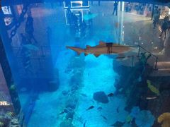 -迪拜水族馆及水下动物园