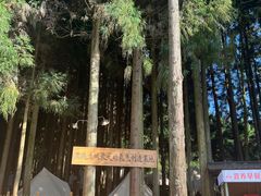 -武陵山森林公园