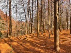 -上海海湾国家森林公园