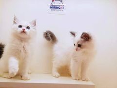 -十年猫舍·猫咪专门店(普陀店)
