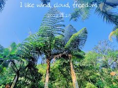 -西双版纳原始森林公园