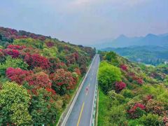 -贵州百里杜鹃风景名胜区