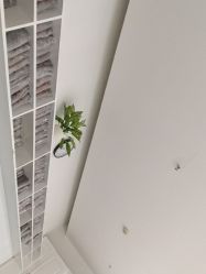 -YESIDO椰岛造型
