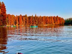 -上海海湾国家森林公园