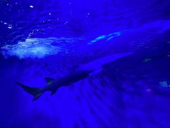 -太平洋海底世界