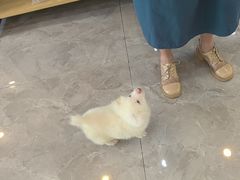 -贝康宠物医院·犬猫全科·小动物特色诊疗中心(东环路店)