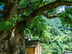 -杨家堂村