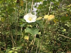 -金山植物公园